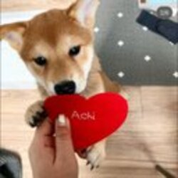 阿奇网络