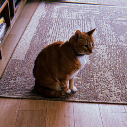 安塞姆的猫