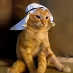 阿拉伯猫币
