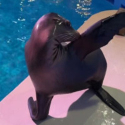 阿瑞海狮