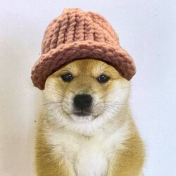 宝宝狗币