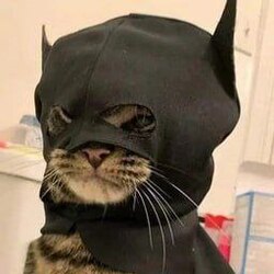 蝙蝠猫