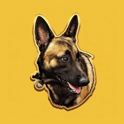比利时马利诺斯犬