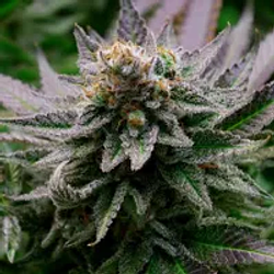 大麻链