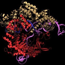 Cas9核酸内切酶