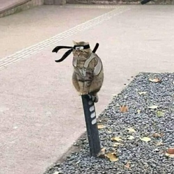 卡塔娜