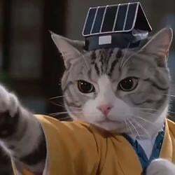 猫富