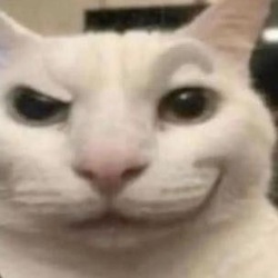猫咪币