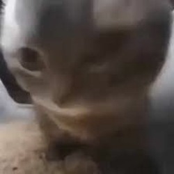 奇皮网络