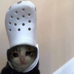 鳄鱼猫