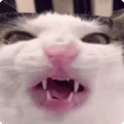 脆猫