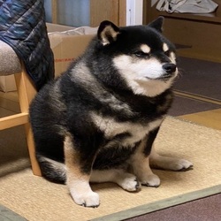 暗黑柴犬