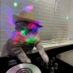 DJ猫币
