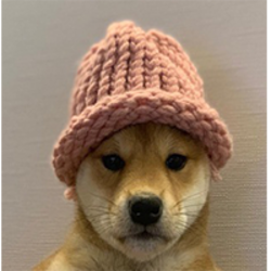 戴帽狗以太坊