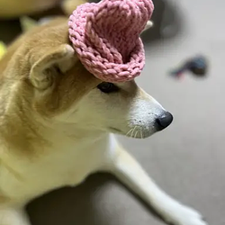 狗狗帽子二代网络