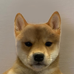 无帽狗币