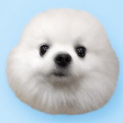 杜罗夫的狗