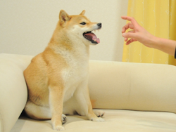 顽皮狗狗NFT