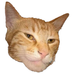 吉加猫