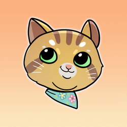 金南猫网络