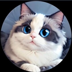 呼呼猫