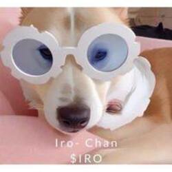 伊罗酱