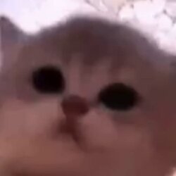 果酱猫