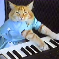 键盘猫