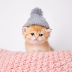 戴帽子的小猫