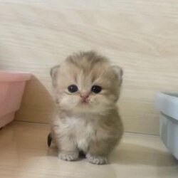 猫币