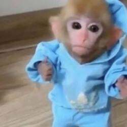 蒙克币