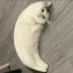 月猫