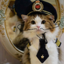 神经猫