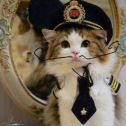神经猫