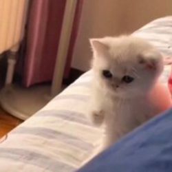 一拳猫