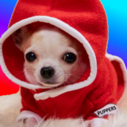 PUPPERS网络