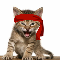 红小猫队伍