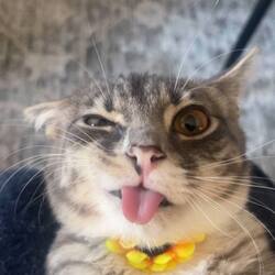 里格比猫币