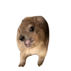 尖叫旱獭
