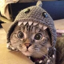 鲨猫