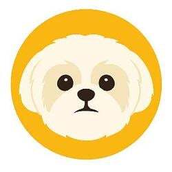 西施犬