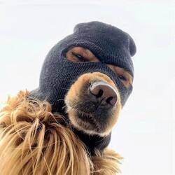 滑雪面罩狗币