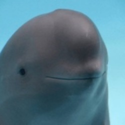 微笑海豚