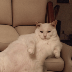 沙发猫