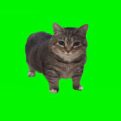 旋转猫