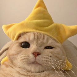 星猫网络