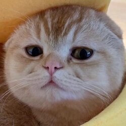 TAOCat虚拟猫