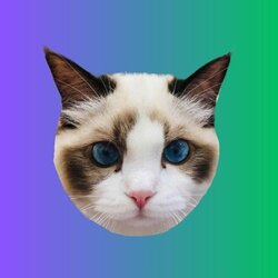 泰勒斯威夫特的猫班吉