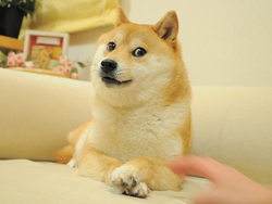 拥有狗狗币