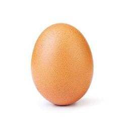EGG网络